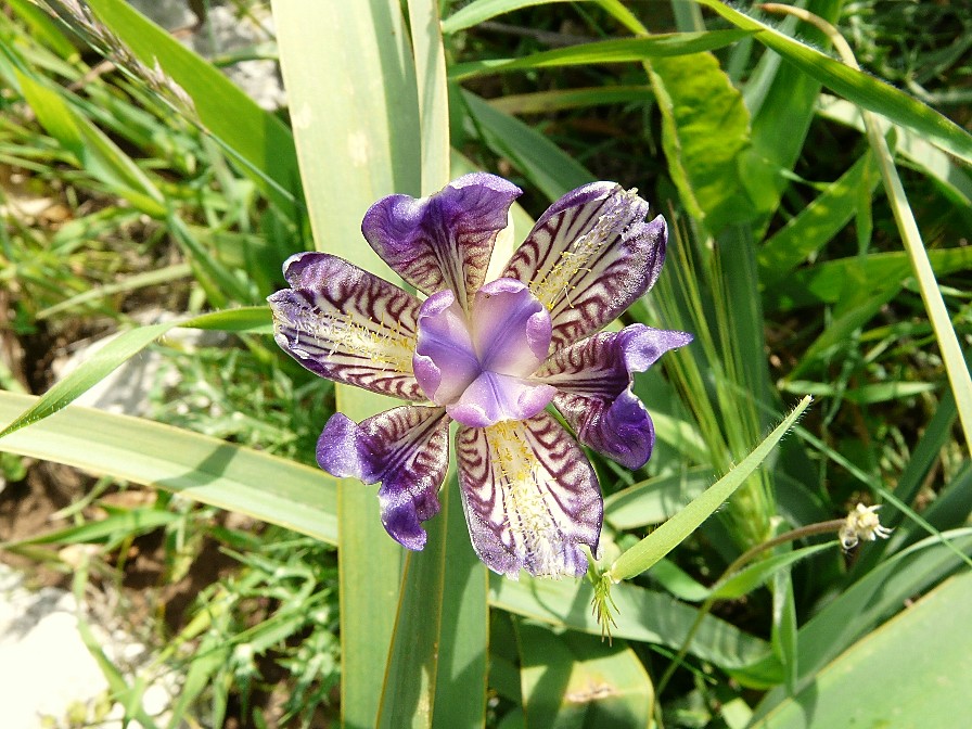 Anomalia floreale di un iris: Lusus di Iris planifolia